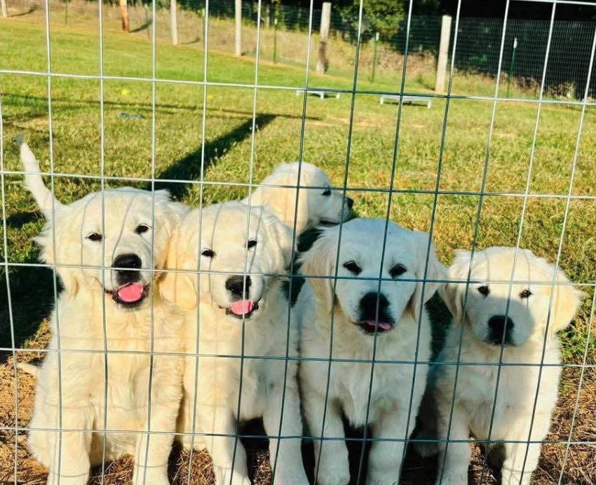 A litter of golden puppies